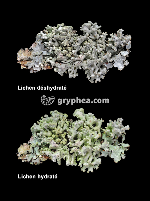 Lichen déshydraté et hydraté - comparaison - gryphea.com